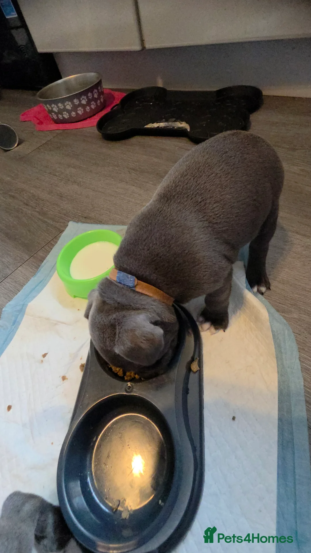 Staffordshire Bull Terrier dogs for sale: Staffordshire bull terrier blues  - Advert 10