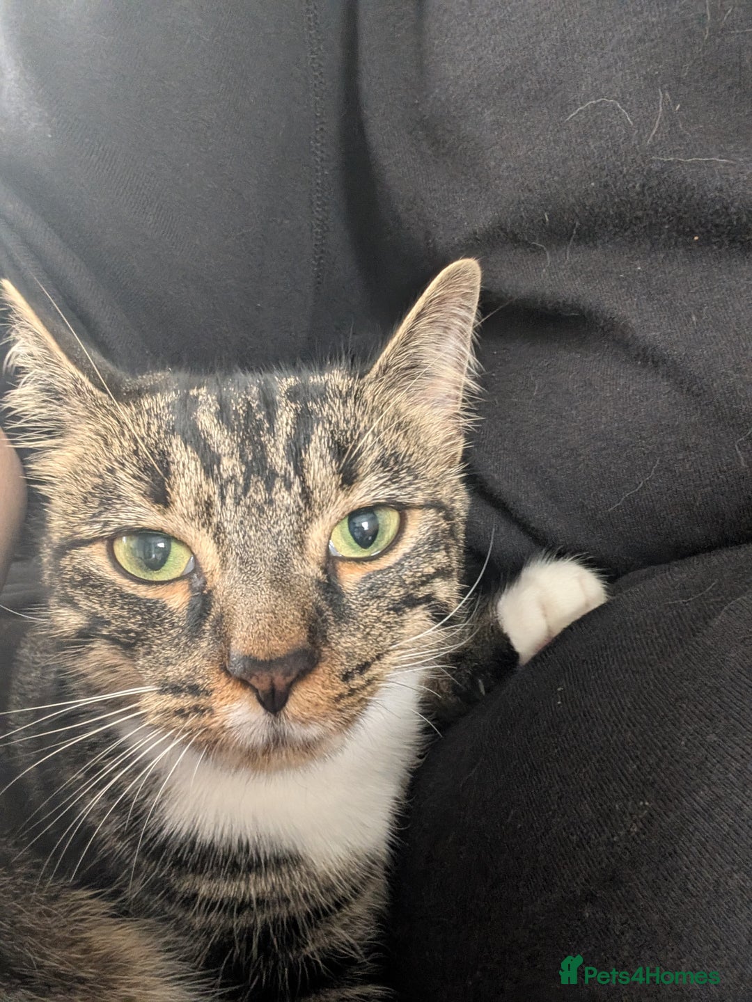 Mixed Breed cats for sale: Gorgeous Naala  - Advert 4