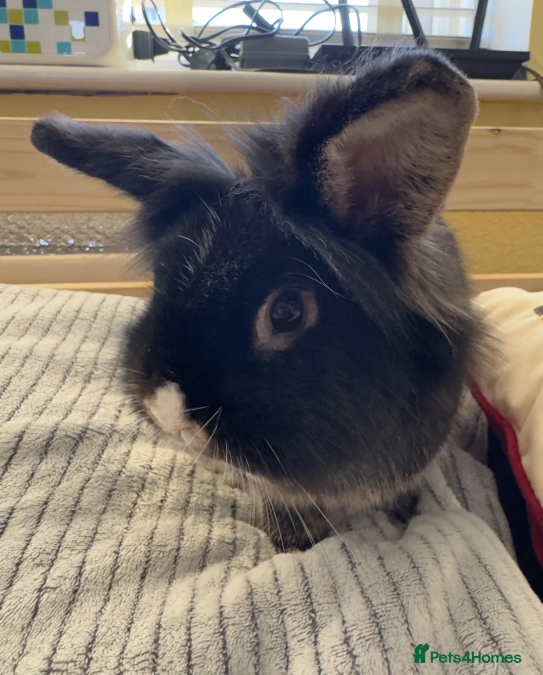 Lionhead rabbits for sale: Lionhead male for sale - Advert 5