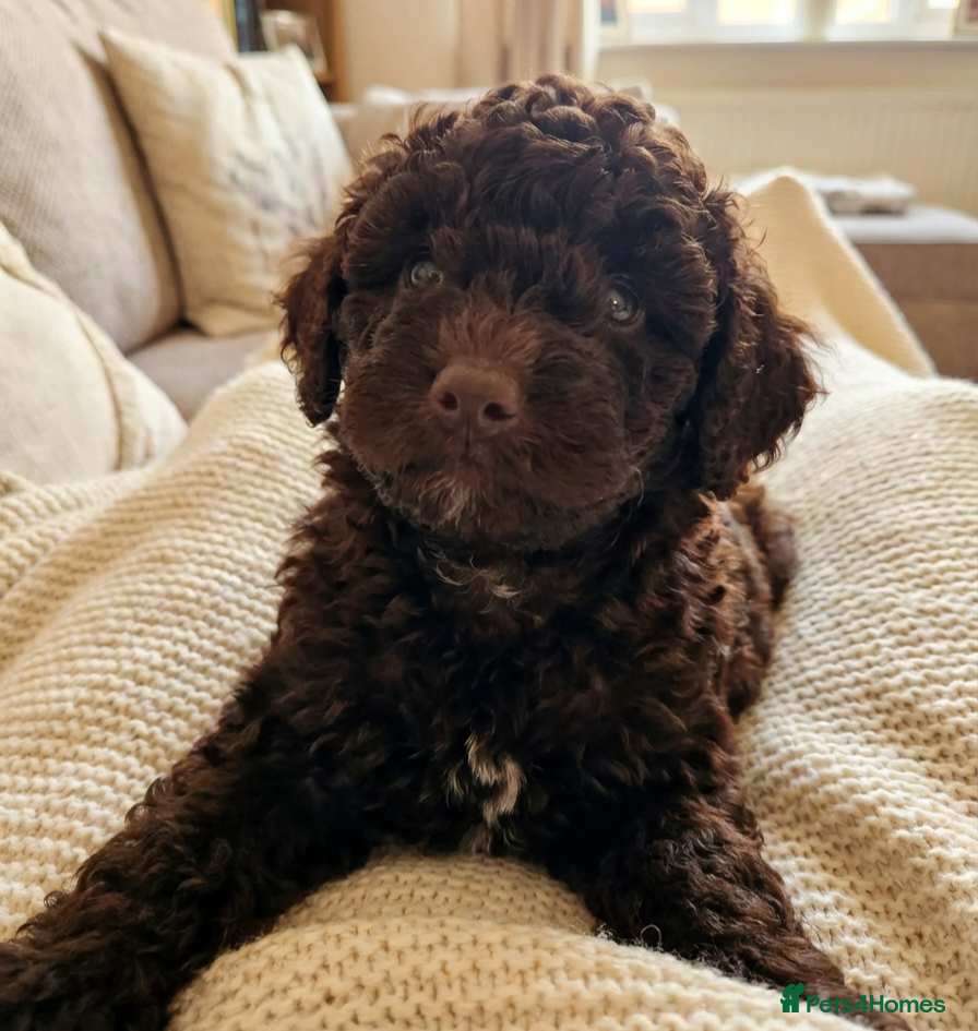 Toy Poodle dogs *1 PUP LEFT* KC reg Chocolate Toy poodle puppies - Advert 2