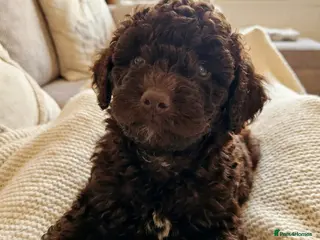 Toy Poodle dogs *1 PUP LEFT* KC reg Chocolate Toy poodle puppies - Advert 2