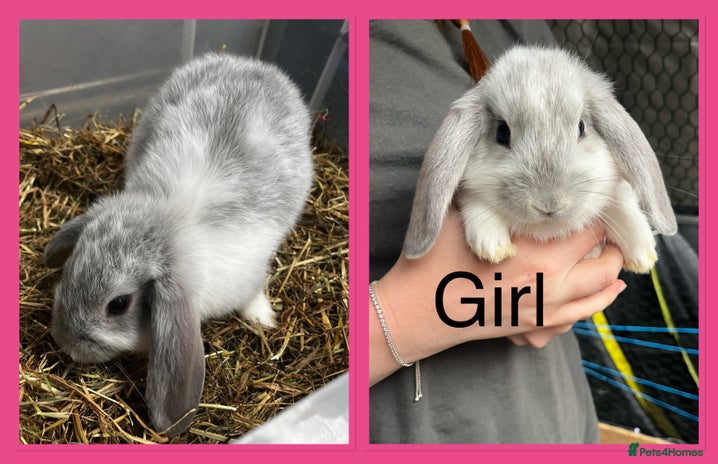French Lop rabbits - Advert 9