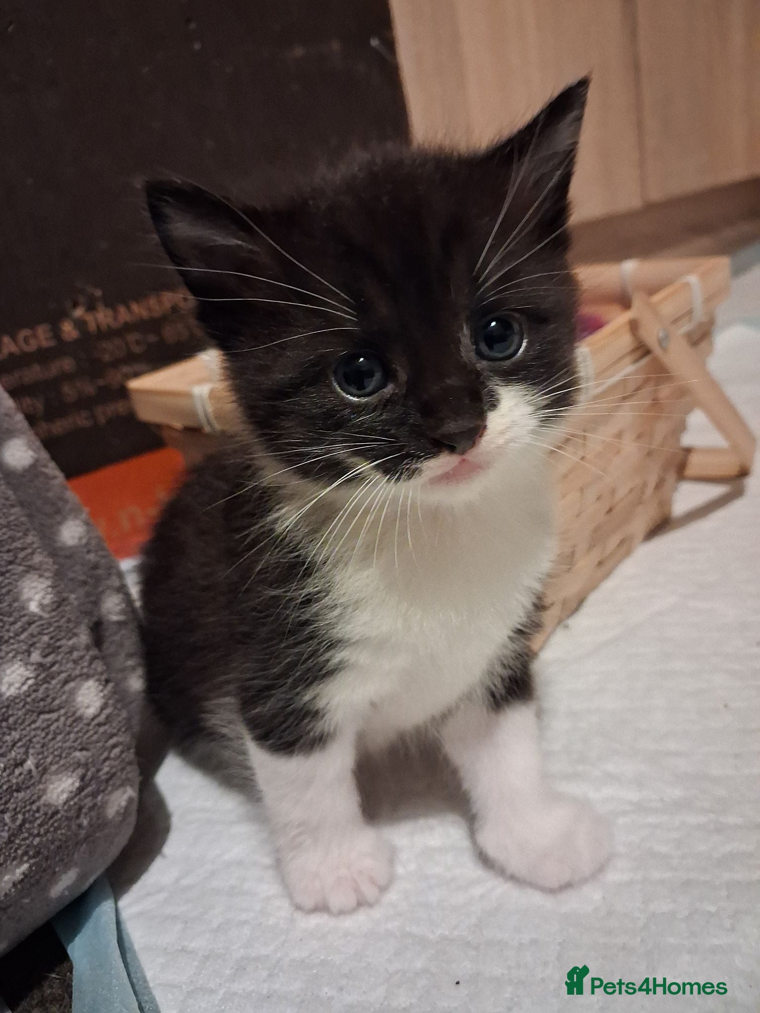 Mixed Breed cats 2 female black and white kittens available  - Advert 1
