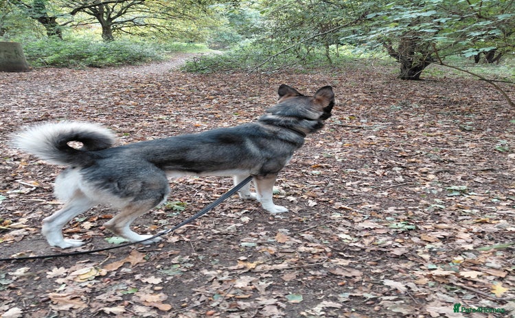 Shepsky dogs - Advert 1