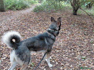 Shepsky dogs - Advert 14