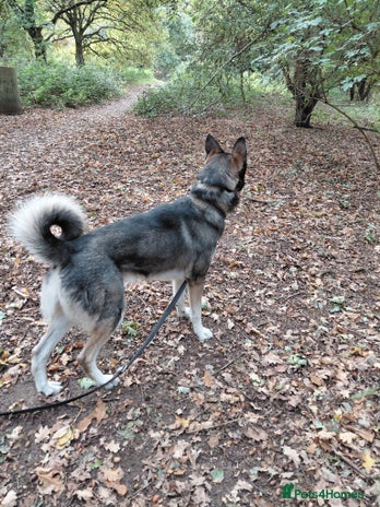 Shepsky dogs - Advert 3