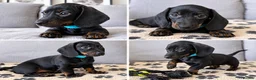 Miniature Dachshund dogs for sale: READY TO GO Stunning true mini KC Dachshund - Advert 1