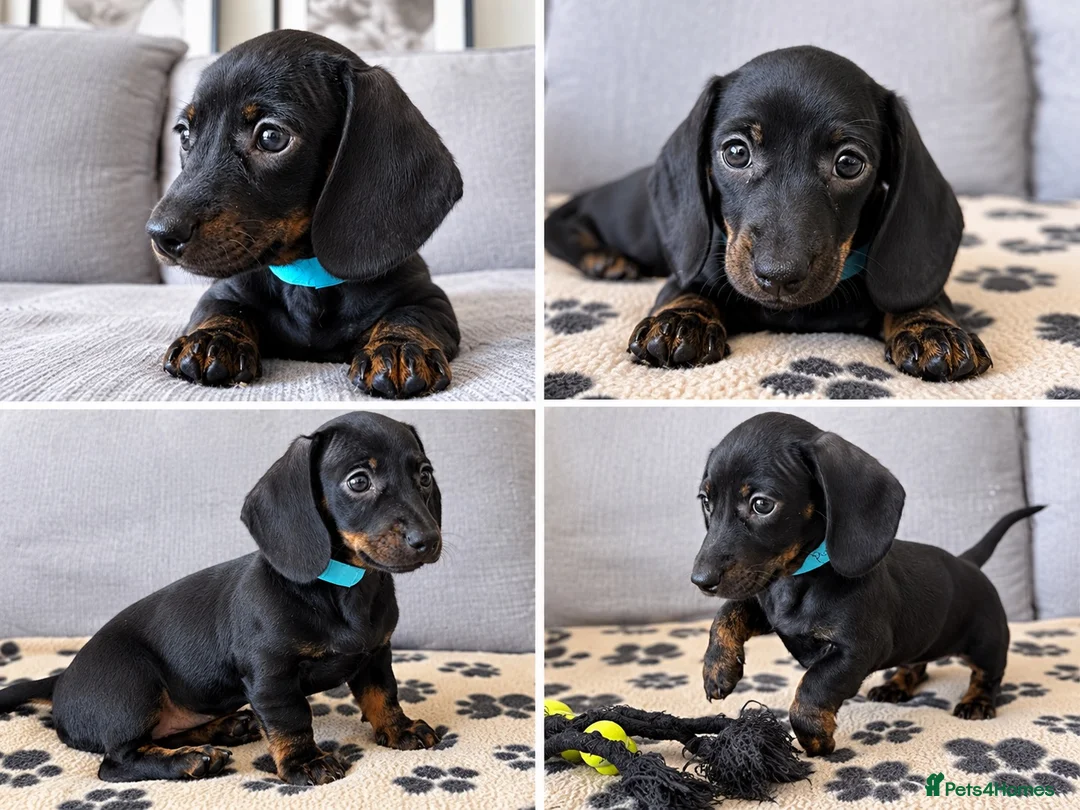 Miniature Dachshund dogs for sale: READY TO GO Stunning true mini KC Dachshund - Advert 1