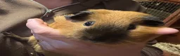 Guinea Pig rodents for sale: female Guineapigs   - Advert 7