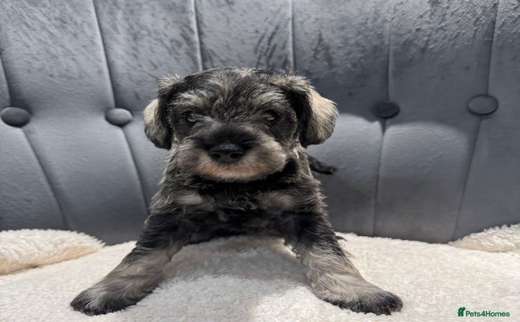Miniature Schnauzer dogs - Advert 1