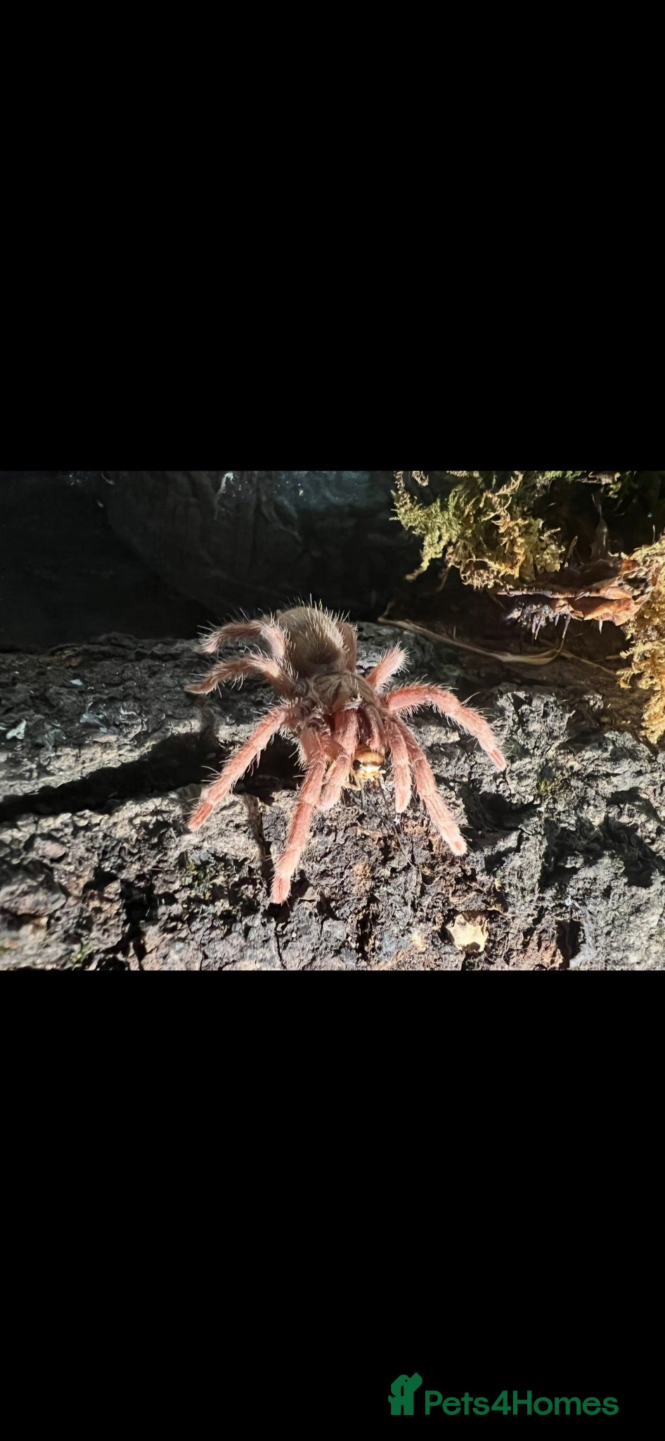 Tarantulas invertebrates Multiple tarantulas for sale  - Advert 5