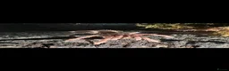 Tarantulas invertebrates for sale: Multiple tarantulas for sale  - Advert 1