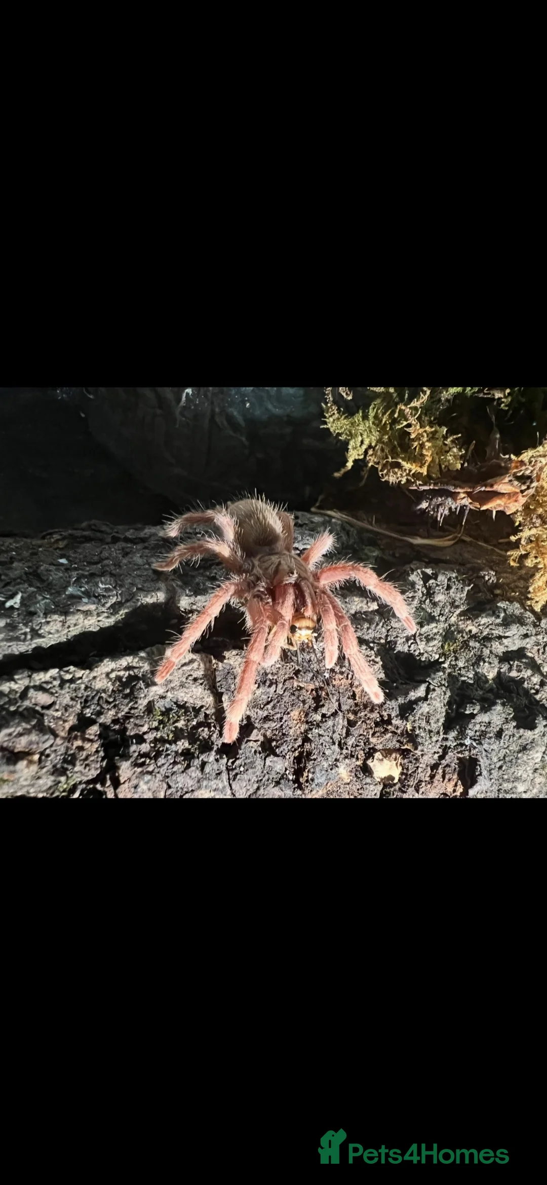 Tarantulas invertebrates for sale: Multiple tarantulas for sale  - Advert 1