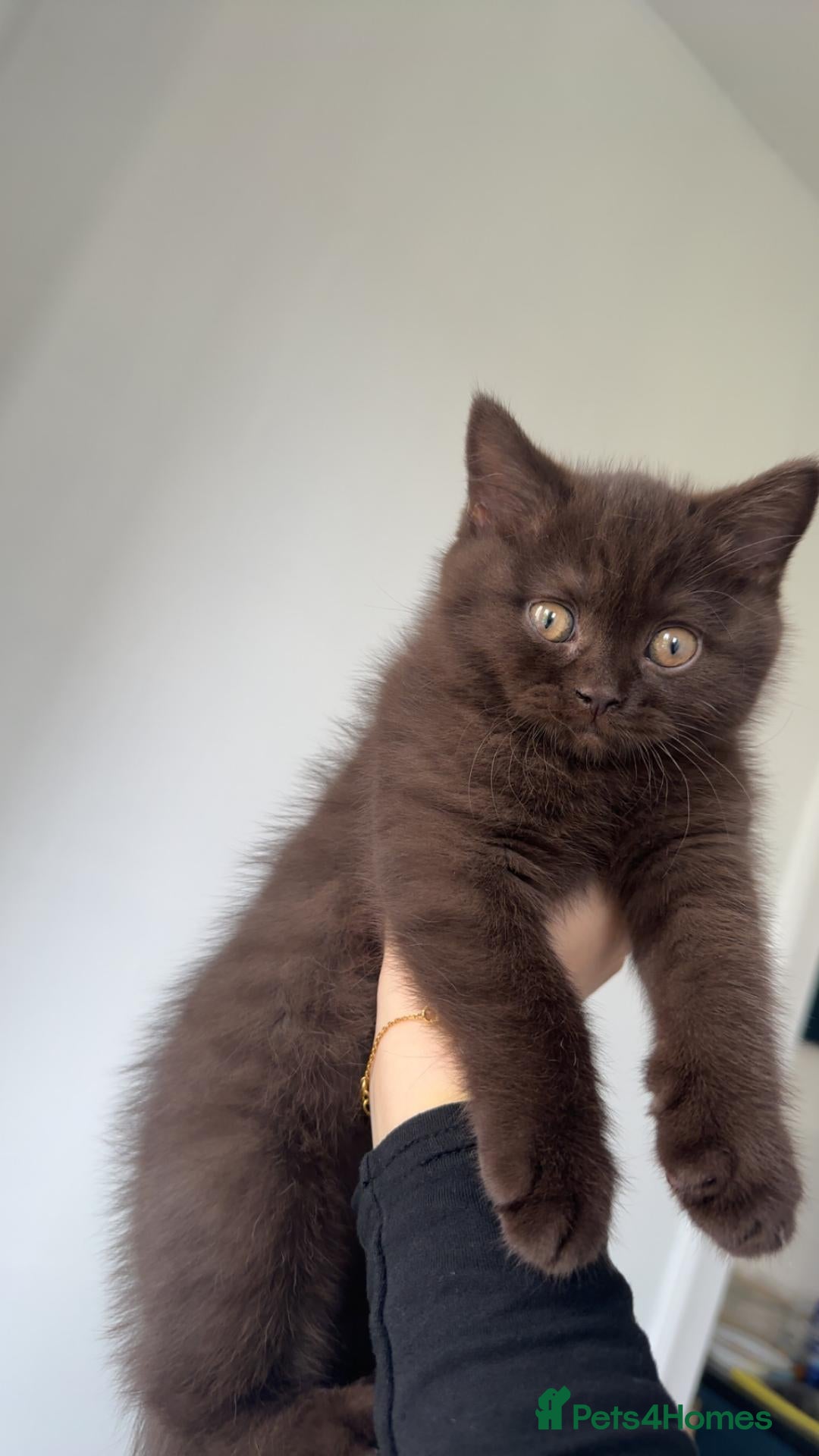 British Shorthair cats Chocolate British Shorthair for sale - Advert 2