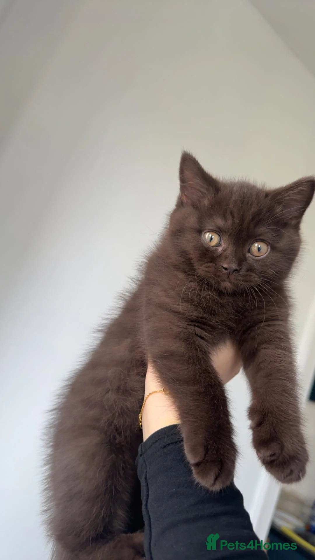British Shorthair cats for sale: Chocolate British Shorthair for sale in Glasgow - Advert 1