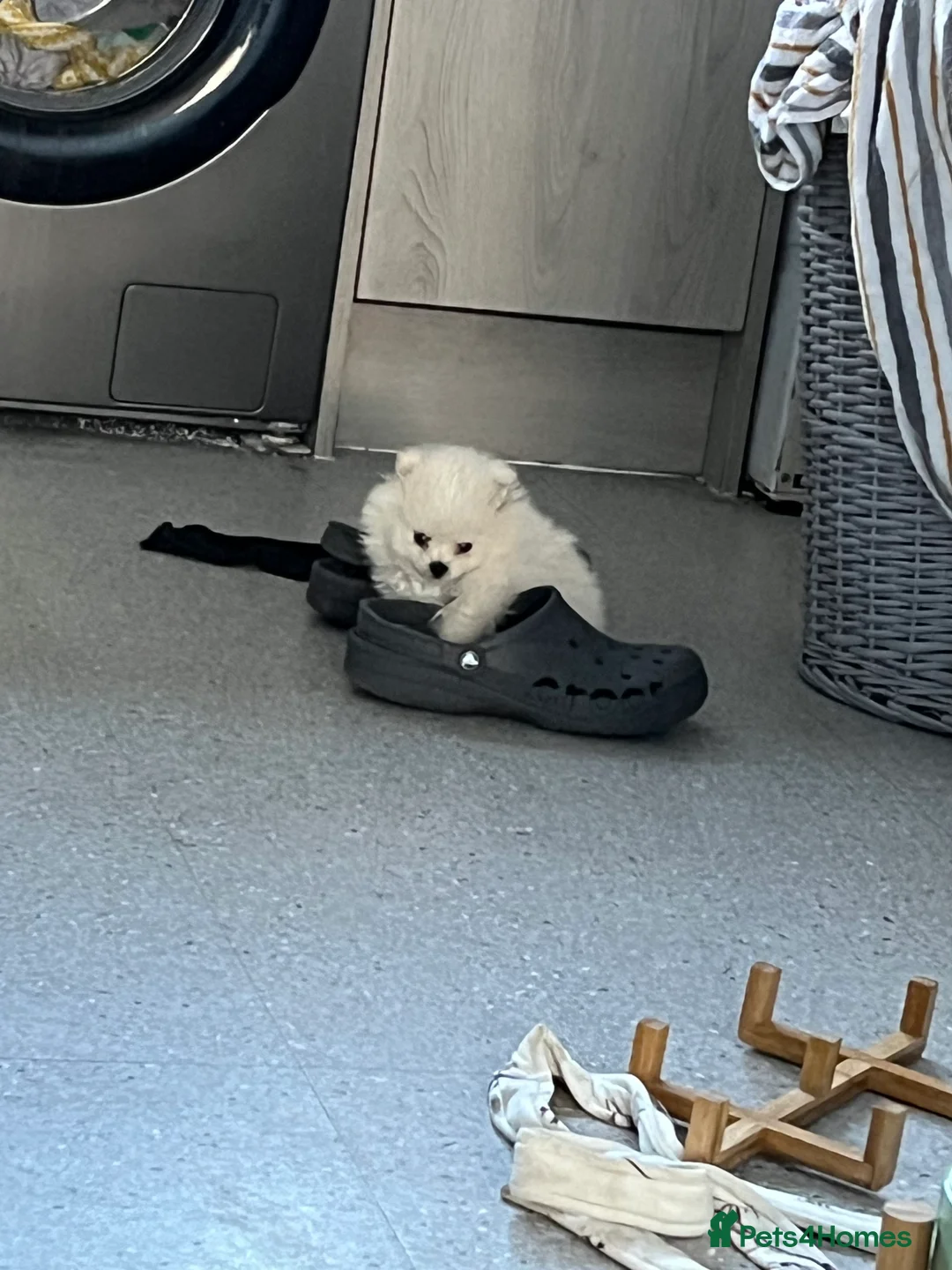 Pomeranian dogs for stud: pomeranian for stud - Advert 4