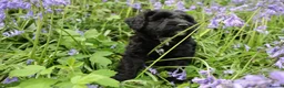 Bordoodle dogs for sale: Intelligent, affectionate, and low-shedding breed - Advert 6