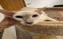Siamese cats for sale: Lovely Siamese Lilac Point - Active Register - Image 8