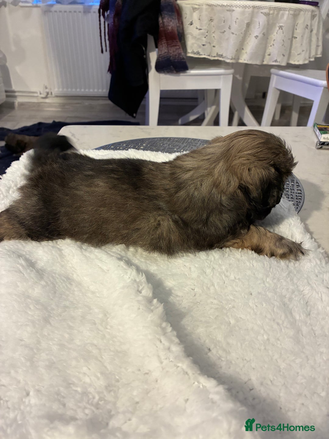 Pekingese dogs for sale: Pekingese puppies - Advert 12