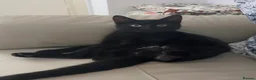 Mixed Breed cats for sale: Female cat  - Advert 1