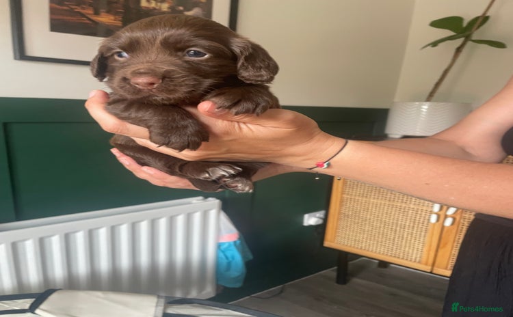 Cocker Spaniel dogs - Advert 1