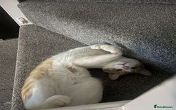 Mixed Breed cats for sale: Tails in need of new home  - Image 4