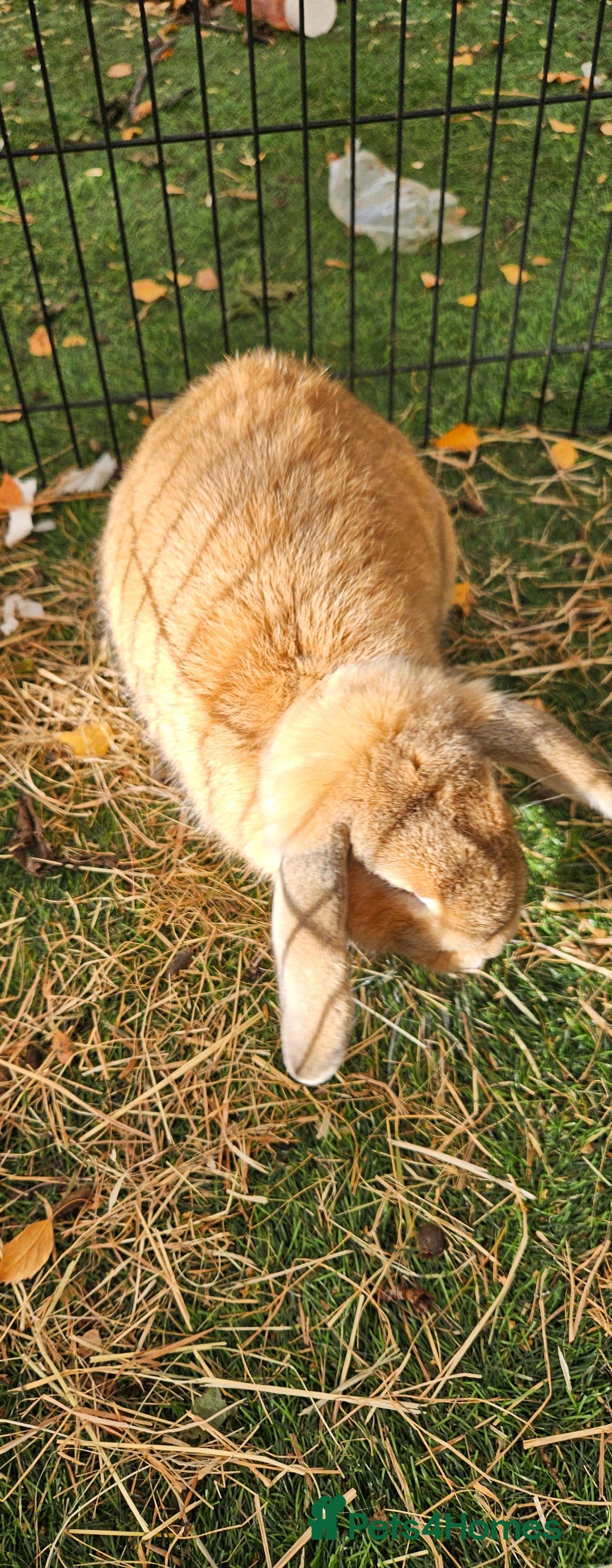Mini Lop rabbits for sale: 💫💫💖Mini lop SOLD - Advert 2