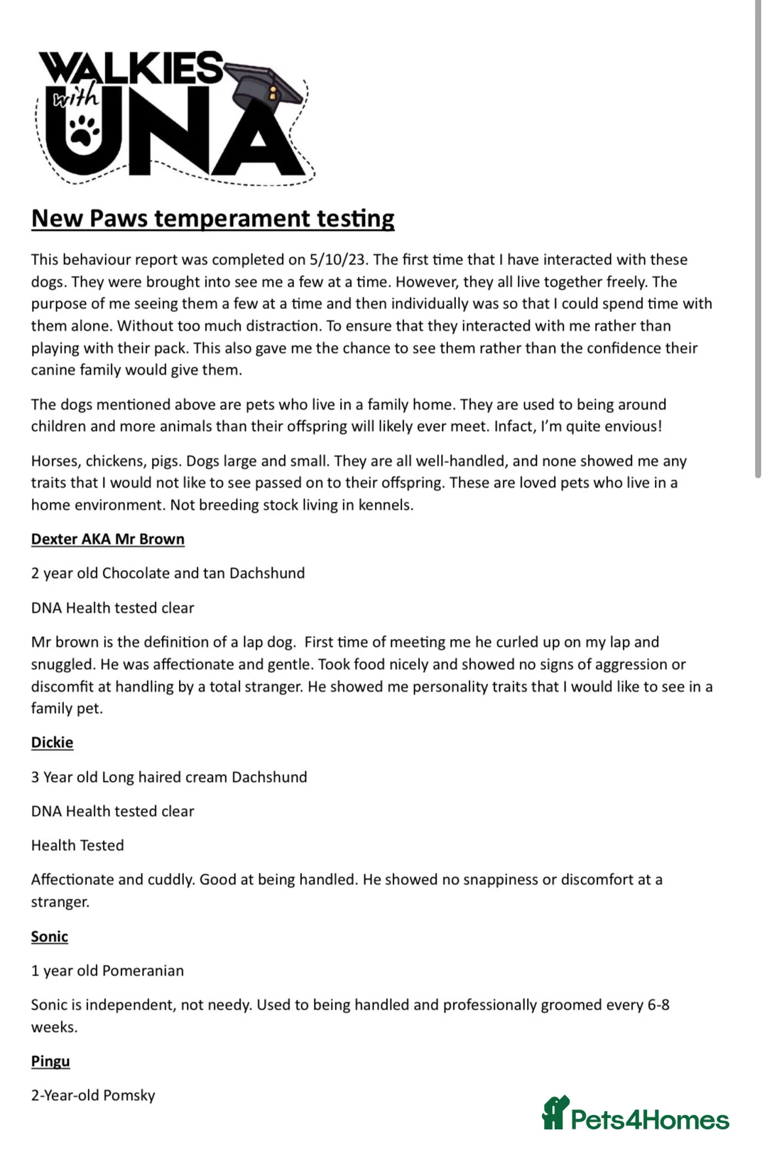 Miniature Dachshund dogs for stud: Mr Brown VERY SMALL Health tested KC reg Stud in Romford - Advert 6