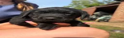 Labrador Retriever dogs for sale: (3 left) ADORABLE LABRADOR PUPPIES FOR SALE 🐾  - Advert 17