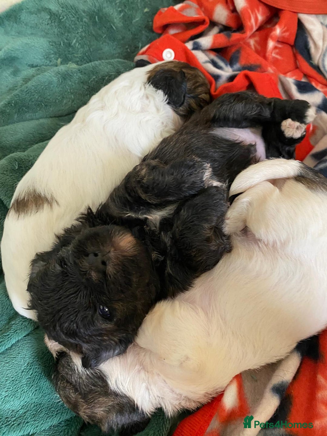 Mixed Breed dogs for sale: 2nd generation Yorkichons - Image 5