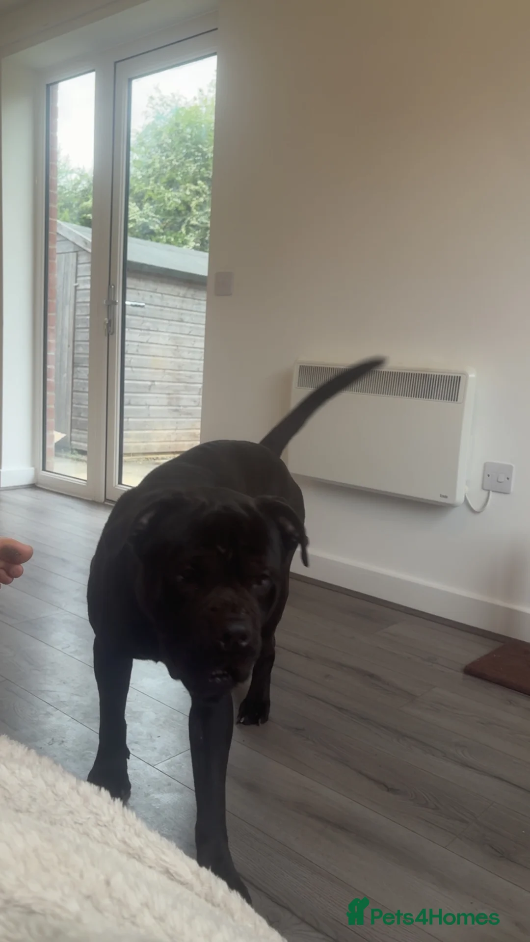 Mixed Breed dogs for sale: Corso x bullmastiff see description  in Winchester - Advert 4