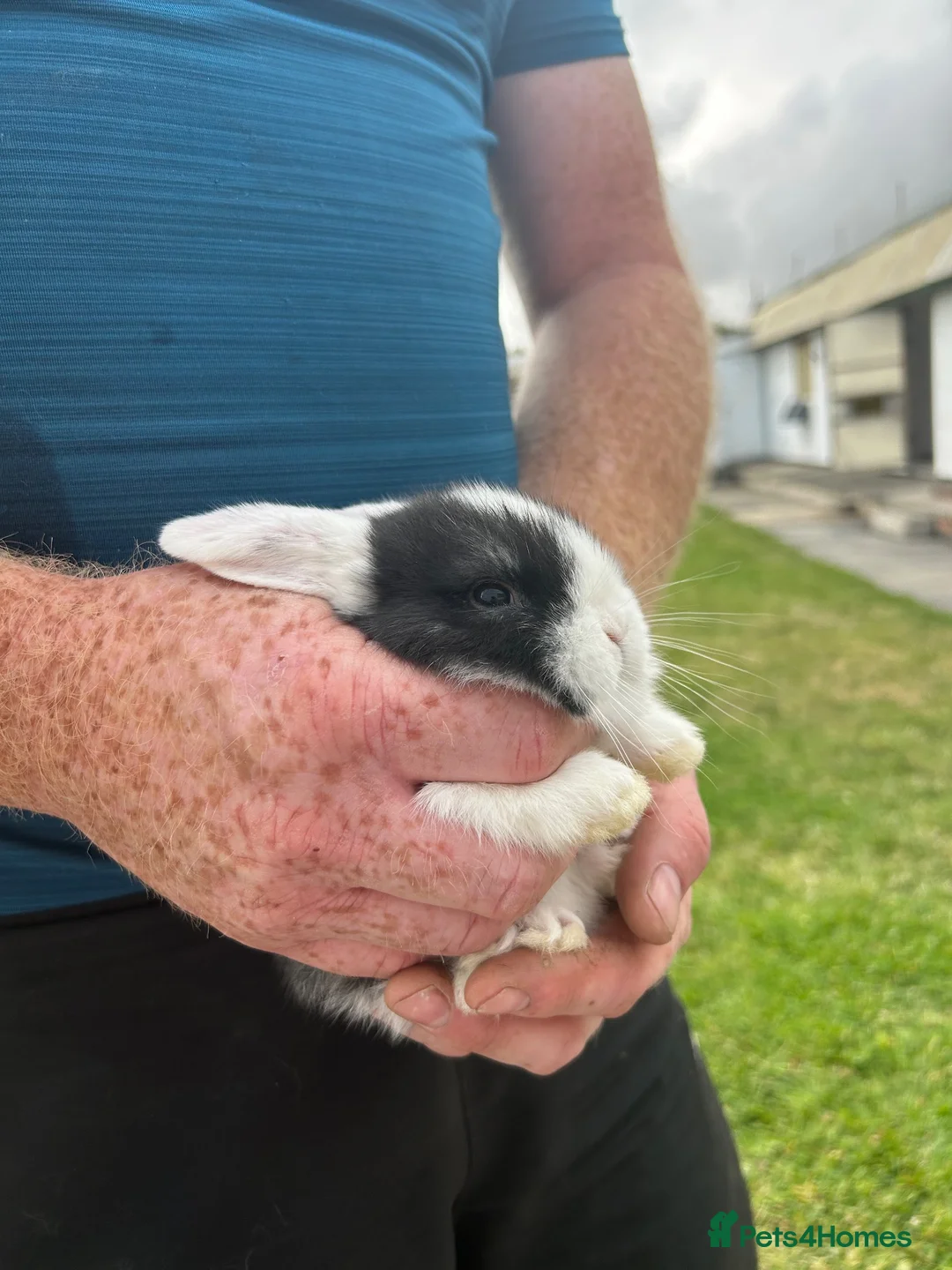 Mini Lop rabbits for sale: Two white mini lops  - Advert 6