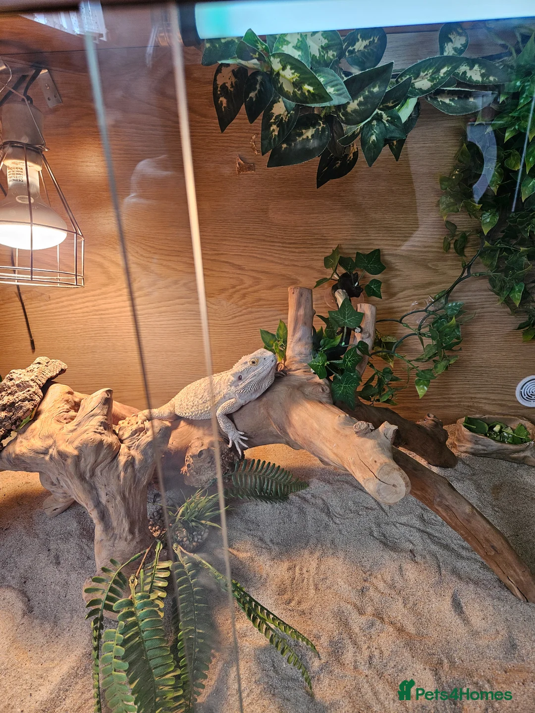 Bearded Dragon reptiles for sale: Beaded dragon with full set up for sale  - Advert 2