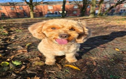 Cavapoo dogs for sale: Amazing Cavapoo Coffee - Advert 5