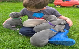 Italian Greyhound dogs for sale: **Wiggys (Whippet/Italian Greyhound)** - Image 9