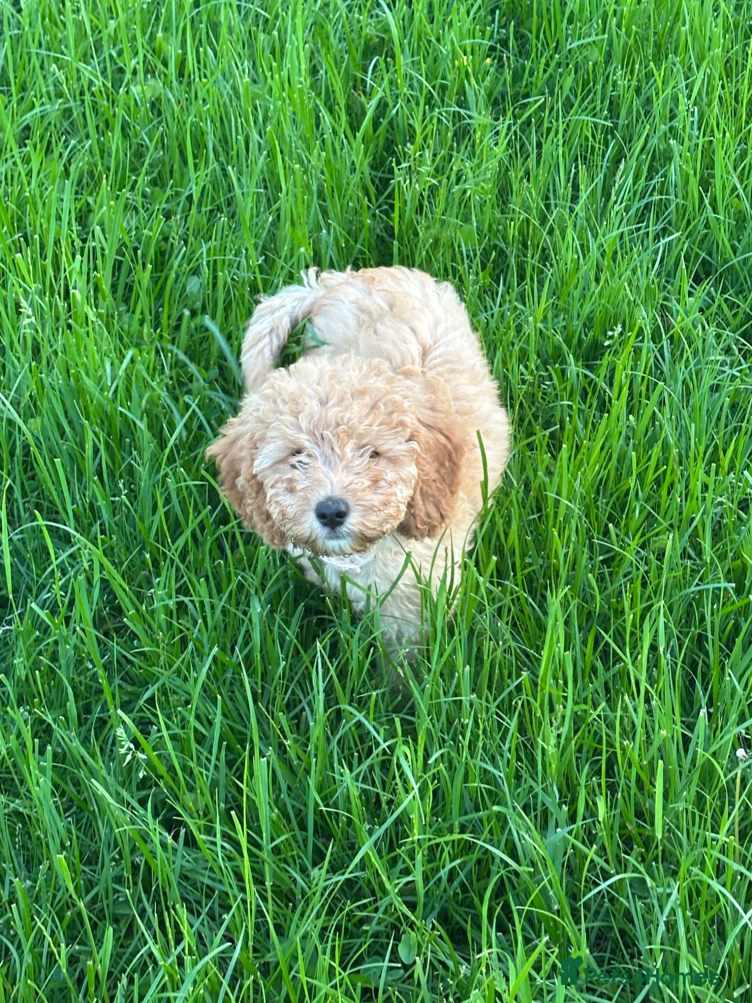 Cavapoochon dogs Gorgeous Apricot Cavapoochon Girl - Advert 8