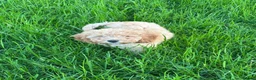 Cavapoochon dogs for sale: Gorgeous Apricot Cavapoochon Girl - Advert 3