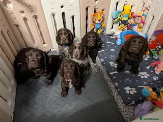 Cocker Spaniel dogs COCKER SPANIEL PUPPIES 🩵🩷LOOKING NEW HOME 🏡 - Advert 18