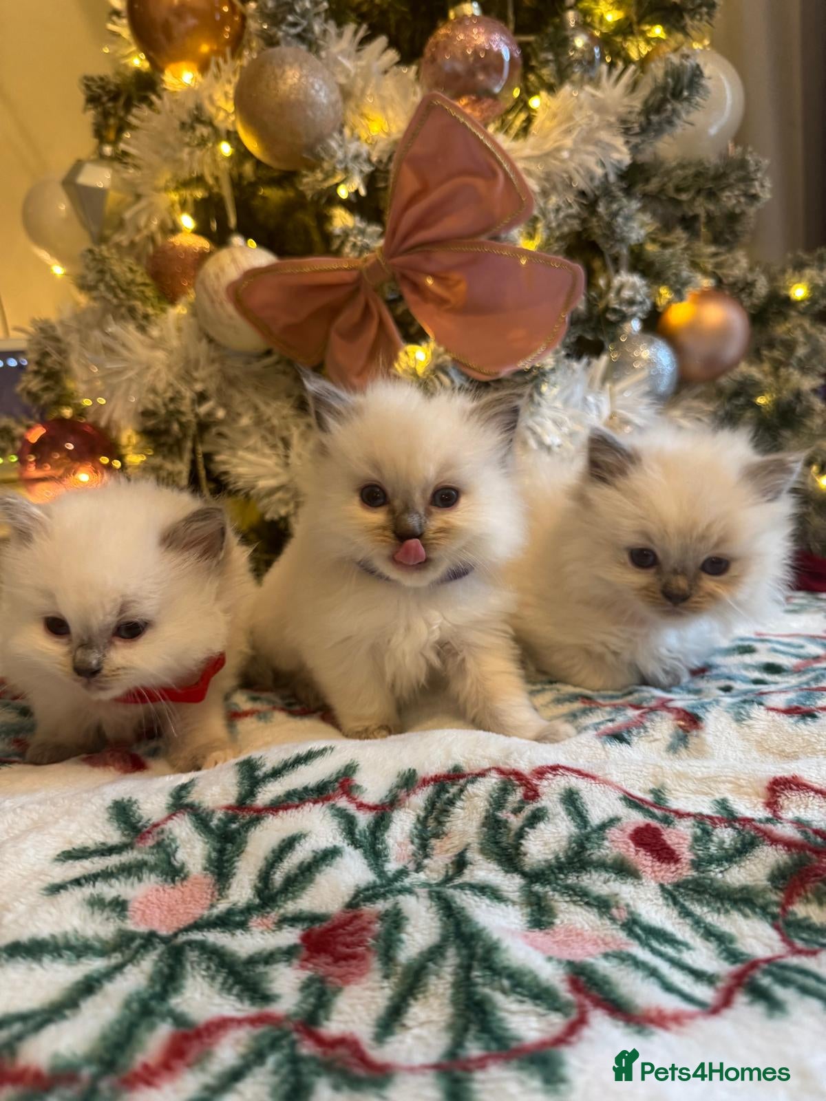 Ragdoll cats Purebred Ragdolls for sale - Advert 1