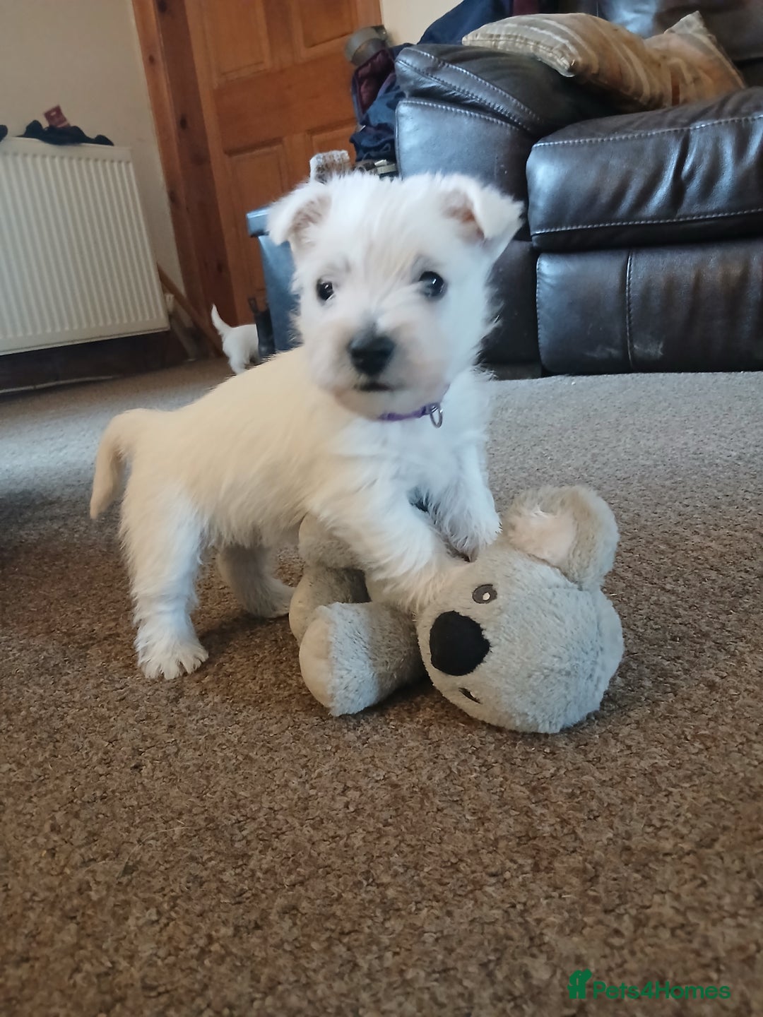 West Highland Terrier dogs for sale: We have 1 wee girl available  - Advert 5