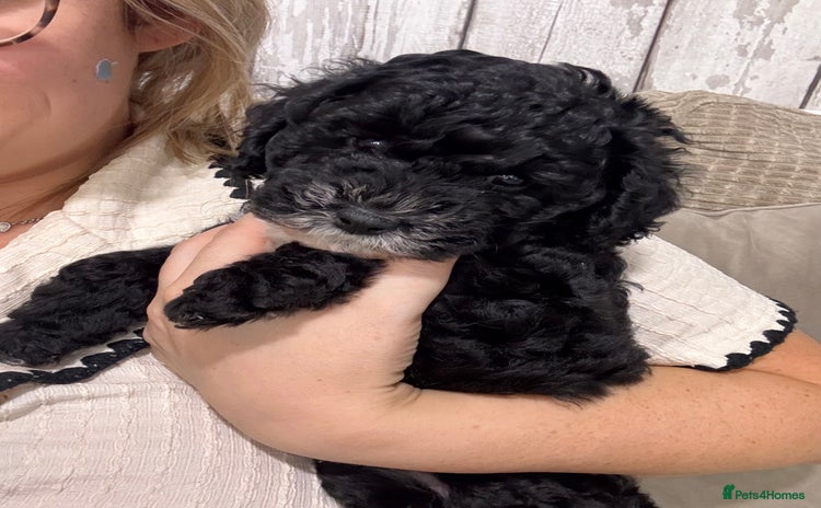 Cockapoo dogs - Advert 6
