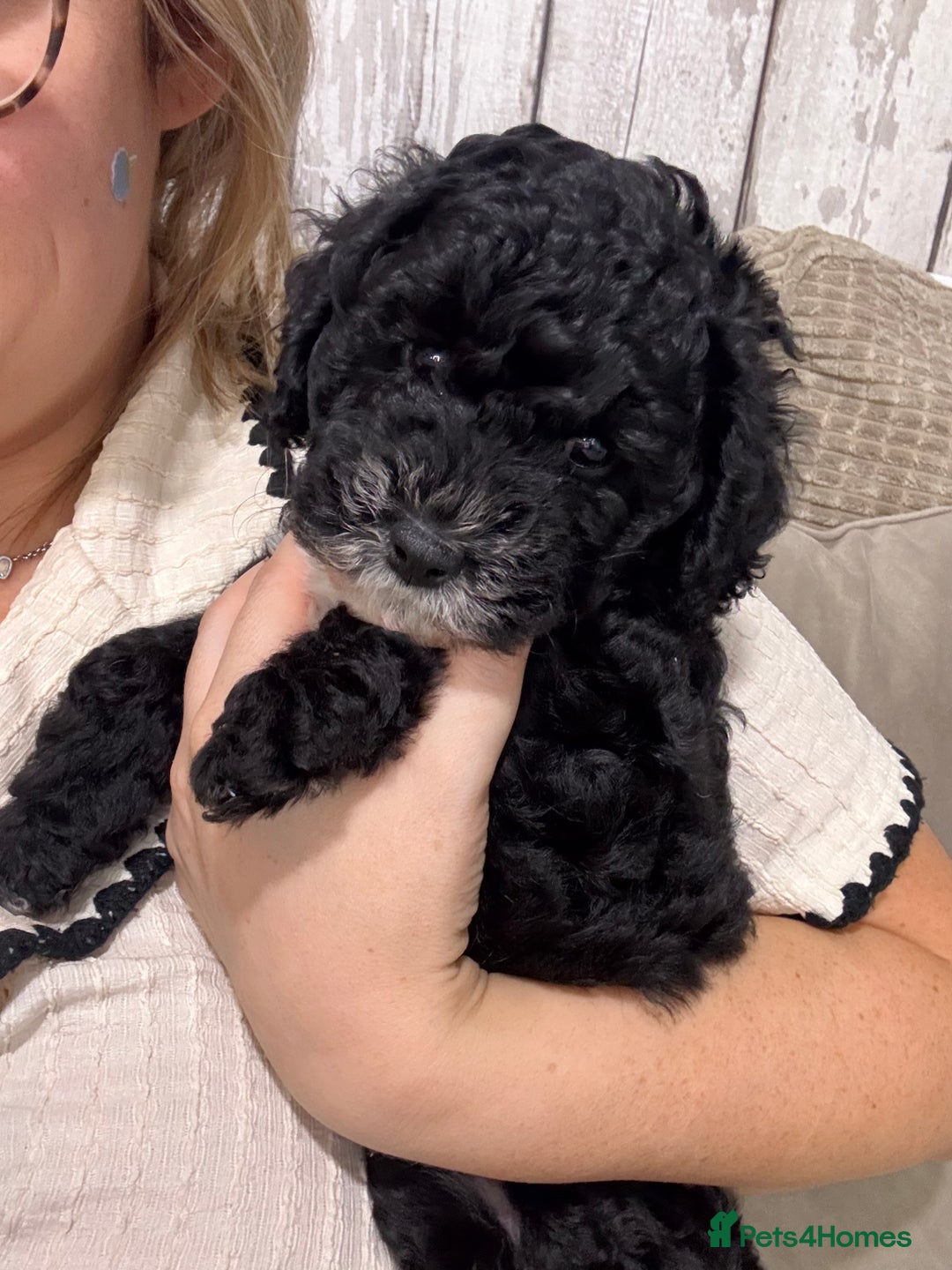 Cockapoo dogs for sale: 🐾ready to leave  black and white cockapoo - Image 12