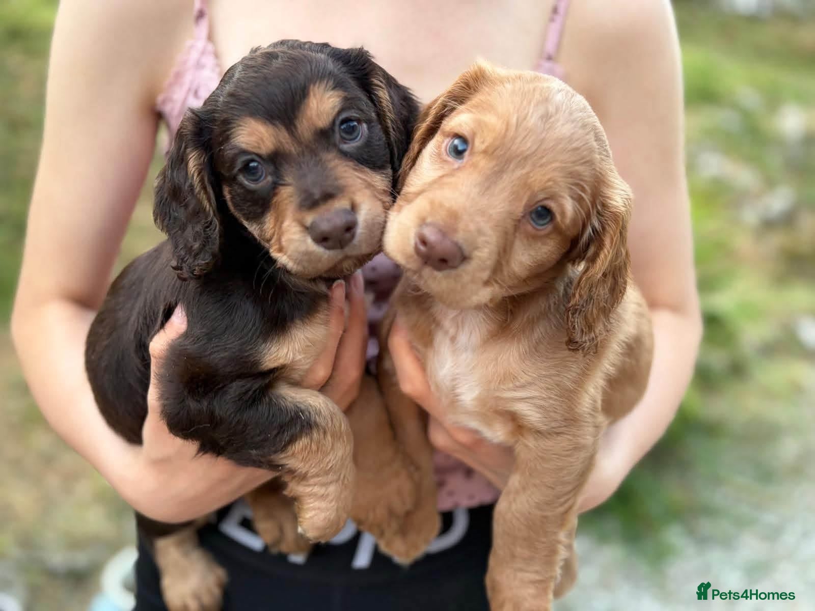 Cocker Spaniel dogs Beautiful Working Cocker Spaniel Puppies - Advert 1