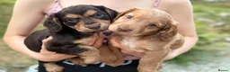 Cocker Spaniel dogs for sale: *LAST PUPPY LEFT* Beautiful Working Cocker Spaniel - Advert 2