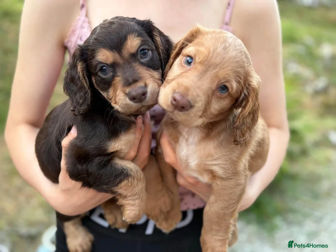 Cocker Spaniel dogs for sale: *LAST PUPPY LEFT* Beautiful Working Cocker Spaniel - Advert 2