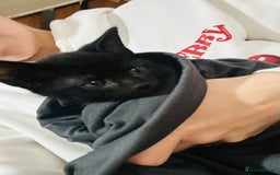 American Wirehair cats for sale: Tabby kittens  - Image 5