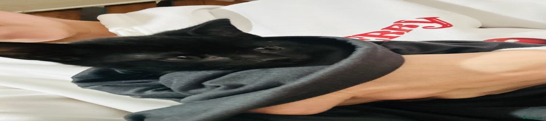 American Wirehair Kitten 2