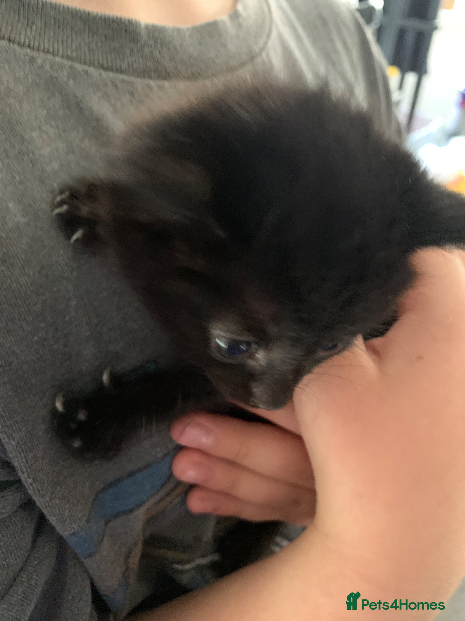 Turkish Angora cats for sale: Longhaired Turkish Angora kittens - 3 boys/4 girls - Advert 13