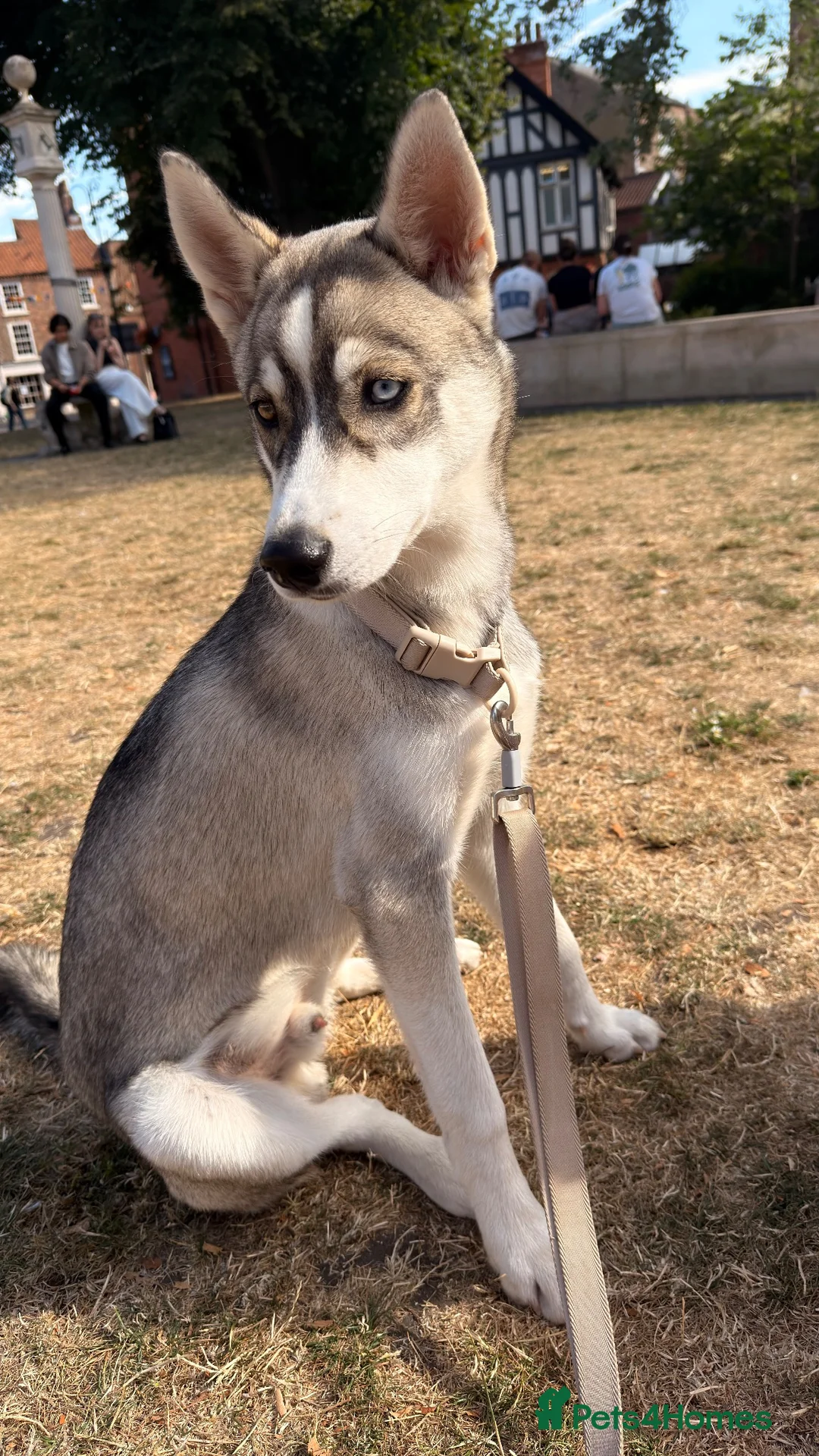 Siberian Husky dogs for sale: 6 Month old Husky Pup in Doncaster - Advert 2