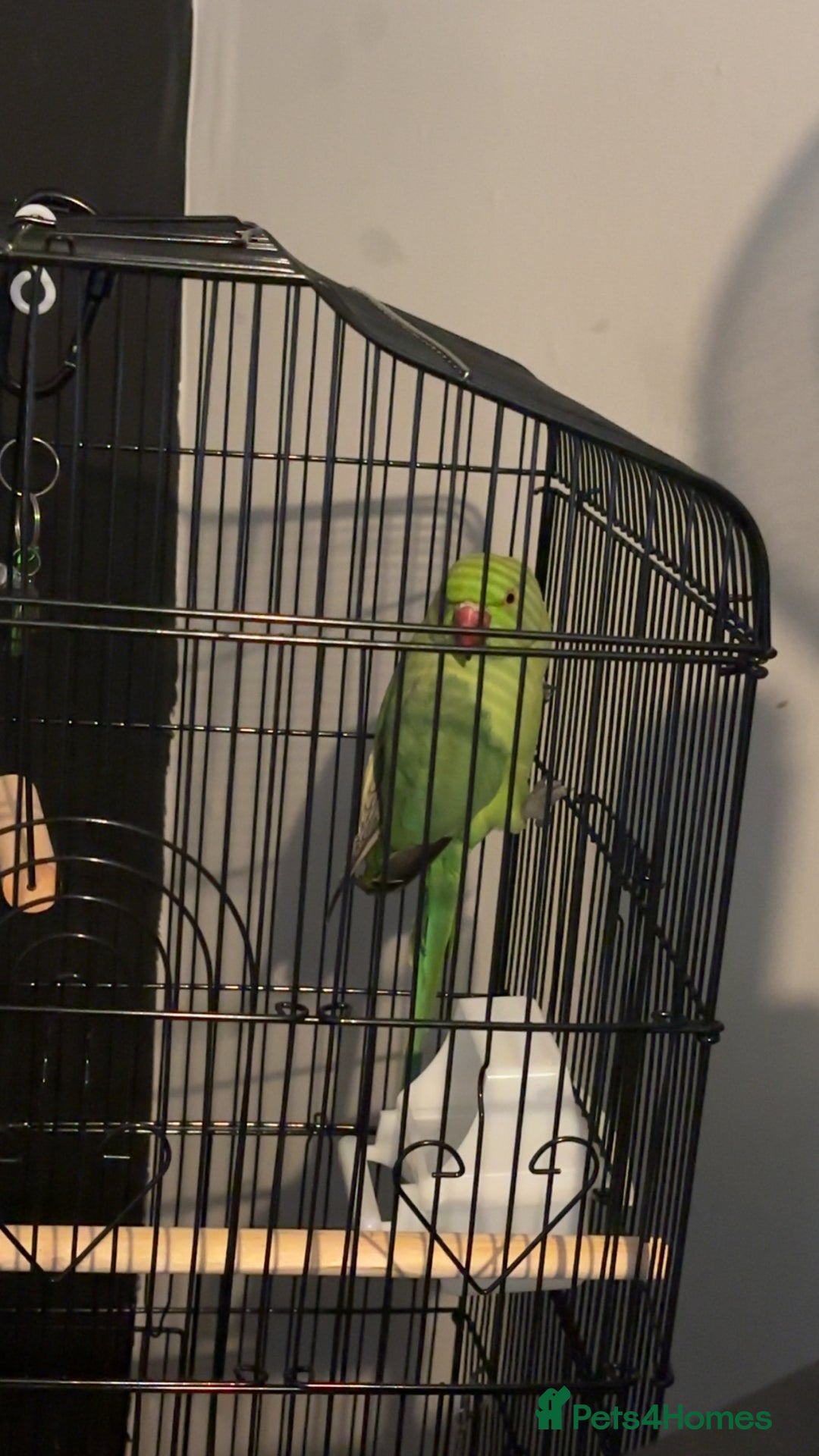 Ringnecks birds for sale: Loki looking for a new home. - Advert 1